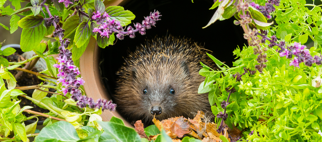 Wildlife Friend Mangeoire Hérisson En Céramique - Distributeur Nourriture & Eau Anti-Gel Pour Hérissons Du Jardin