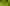 Le hanneton commun aime aussi croquer une feuille de chêne bien verte