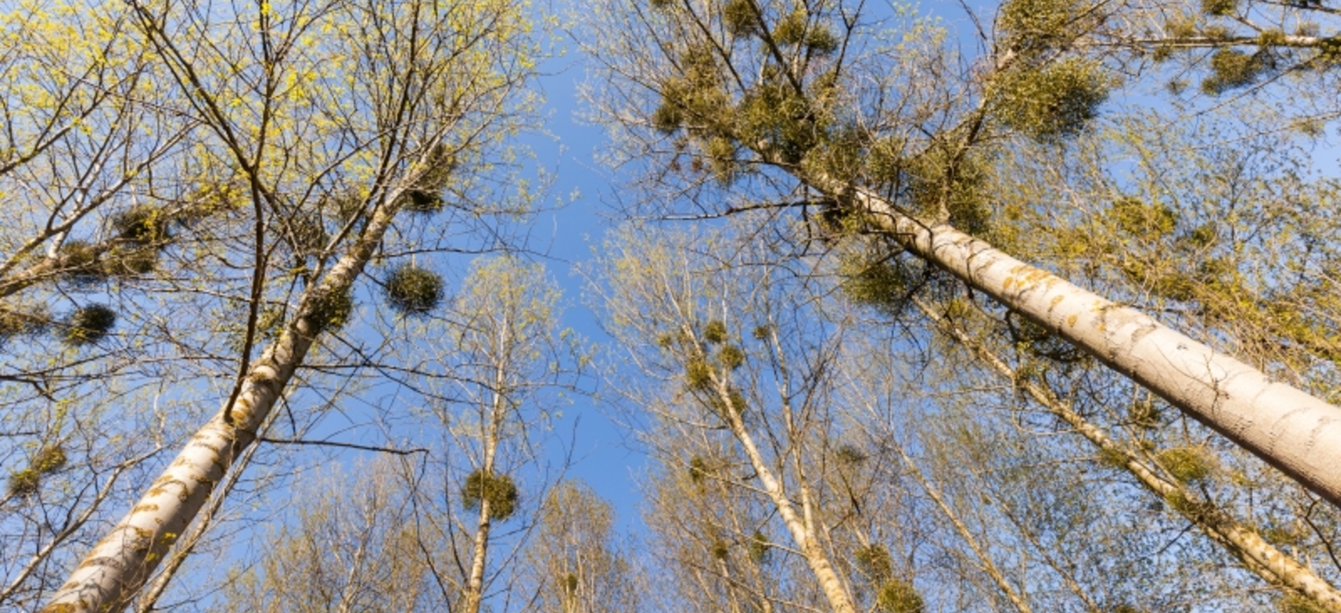 Gui Maaux Tout ce qu'il faut savoir sur le gui - Notre Nature
