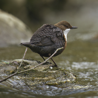 “ Superbe film. Les images sont joliment filmées et donnent la sensation au spectateur qu'il est au centre de l'action. Je ne parviens pas à imaginer comment filmer de telles prises de vue ! Magnifique ! ”