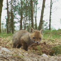 “Le film nous a mis des étoiles dans les yeux, enchaînant les scènes de manière fluide. Impressionnant ! Il montre aussi aux spectateurs qu'il y a beaucoup de choses à observer en Belgique et qu'il n'y a pas besoin d'aller à l'étranger pour cela. ”