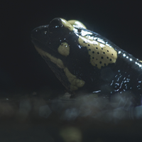 “Ce film est tout bonnement fantastique. Les images capturées avec tant de patience sont uniques et pourraient sans problème rivaliser avec les meilleurs documentaires de la BBC. ”