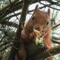 “ Un vrai choc, je pense et j'espère que le film va lancer un nouveau mouvement et rendre les gens fiers de notre nature. Les scènes sont joliment mises en images et le mélange entre petits et grands animaux connus et méconnus rendent le film intéressant pour tous ! ”