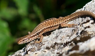 Lézard des murailles