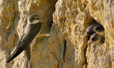 Hirondelle de rivage