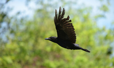 Corneille noire