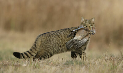 Chat sauvage d’Europe