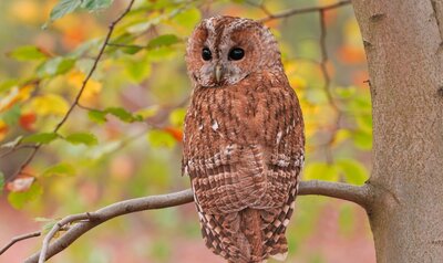 Chouette hulotte