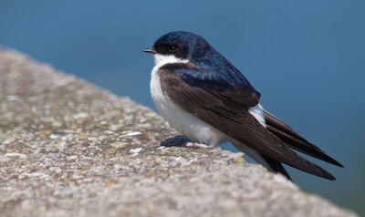 Hirondelle de fenêtre