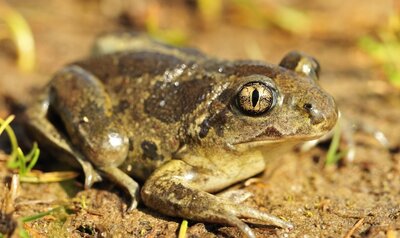 Pélobate brun