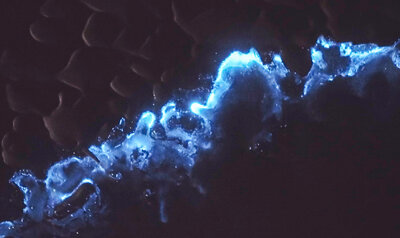 Noctiluca scintillans