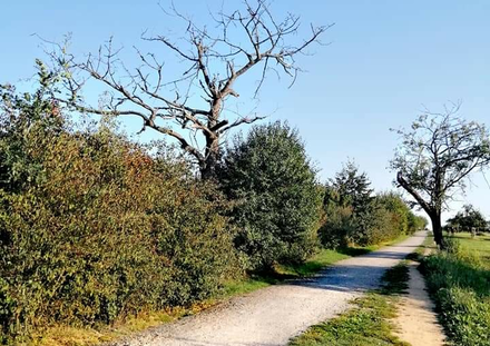 Bogloon