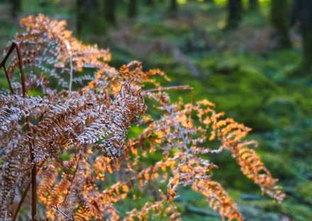 Bois des Epioux