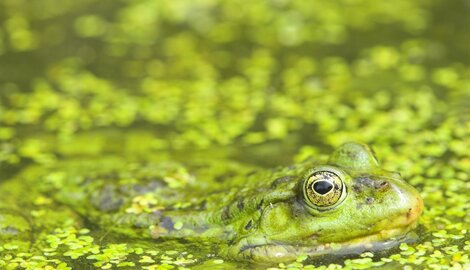 Nos grenouilles vaincues par leurs cousines exotiques