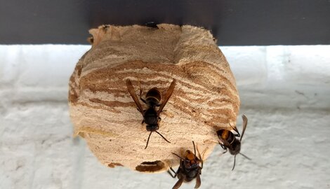 Un nid de frelons asiatiques dans votre cabanon de jardin?