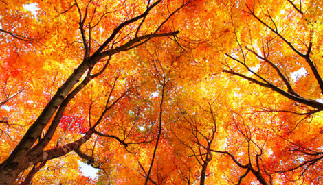 Musique et nature : écoutez notre playlist sur Spotify !