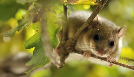 Le loir gris peut dormir pendant un an