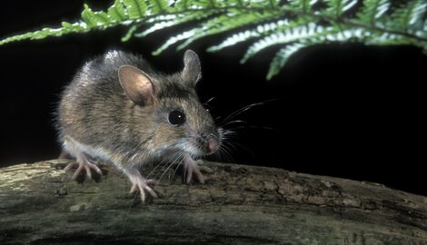 Scoop : une nouvelle espèce de souris découverte !