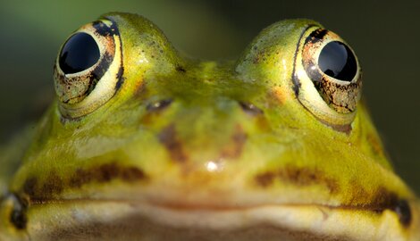 Quelles grenouilles peuplent notre nature ?
