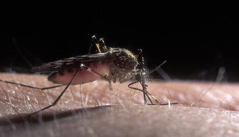 Les moustiques à malaria peuvent-ils survivre en Belgique ?