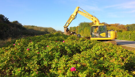 Dans cinq ans, DUNIAS bannira les espèces exotiques invasives de nos dunes