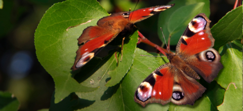 header-vlinders-on.png