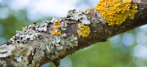 Lichens sur une branche