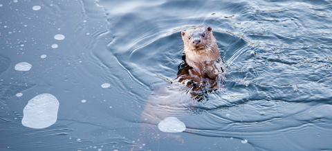 eurasian-otter-c-wwf-global-warming-image-lake-district-uk.jpeg