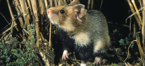vilda-529-hamster-rollin-verlinde-1900-px-54944.jpg