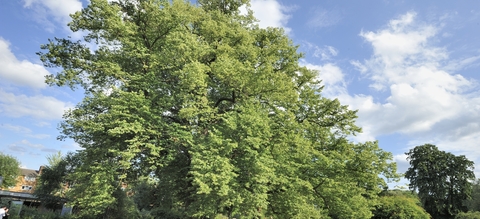 Un tilleul commun, croisement entre les variétés à grandes feuilles et à petites feuilles