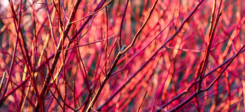 Ramure hivernale du cornouiller sanguin