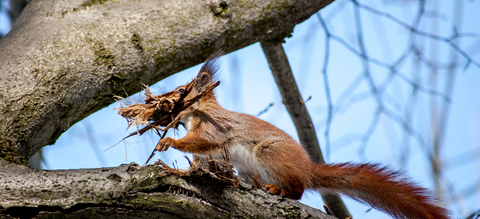 rode-eekhoorn-bouwt-nest.jpg