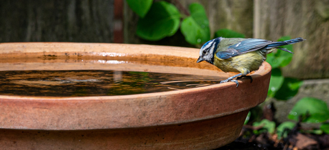 pimpelmees-drinkt-water.jpg