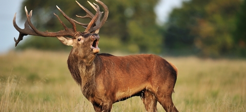 Cerf élaphe en plein brame