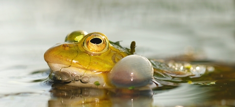 kwakende-groene-kikker-header.jpg