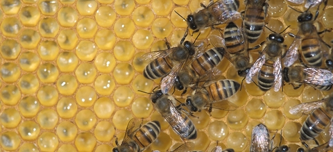 honingbijen-op-raat.jpg