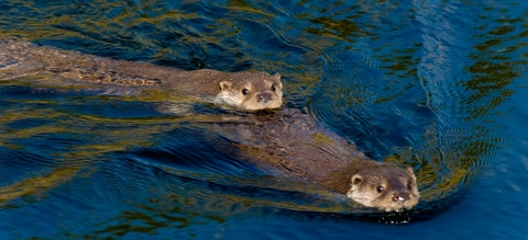 vilda-60247-twee-zwemmende-otters-lars-soerink-1900-px-59959.jpg