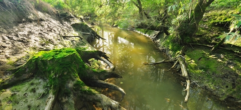 mangrove-groot-schoor.jpg