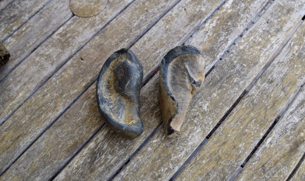 Fossiele gehoorbeenderen walvis