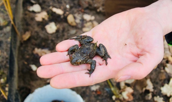Crapaud recherche super-héro !