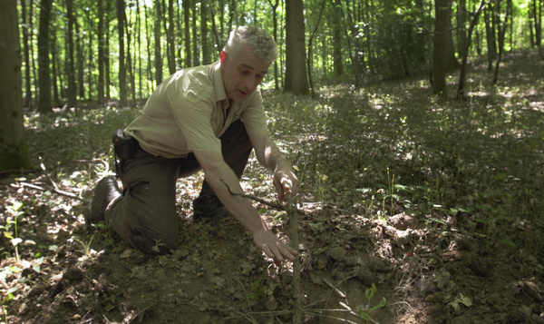 Sporen van het everzwijn
