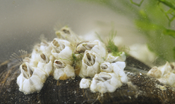 Repas miniature à la plage