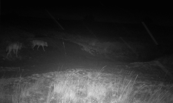 La photo qui prouve que les loups August et Noëlla se sont rencontrés