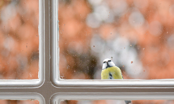 Pourquoi les oiseaux s’énervent-ils contre vos carreaux ?