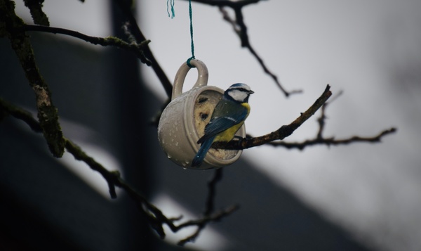 Réalisez vos propres boules de graisse pour les oiseaux de votre jardin