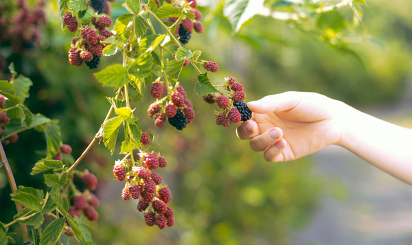 Cueillir des mûres : 5 astuces pour les savourer en respectant la nature