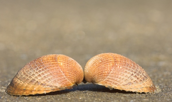 Coquille droite et gauche de la coque commune