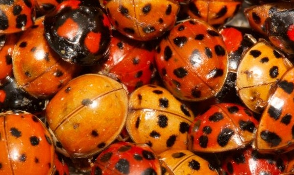 Votre maison est-elle un hôtel à insectes en hiver ?