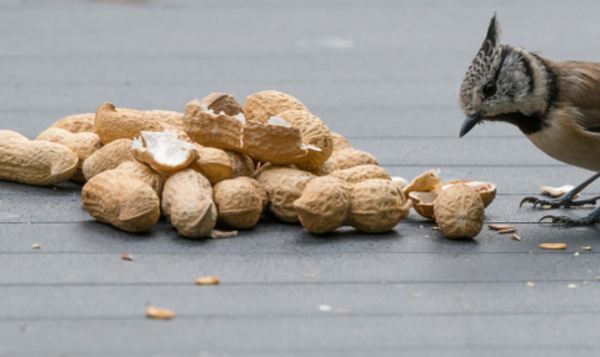 Cinq superbes oiseaux à attirer dans votre jardin en hiver