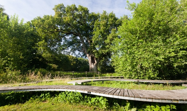Le plus vieil arbre du Limbourg se porte à merveille